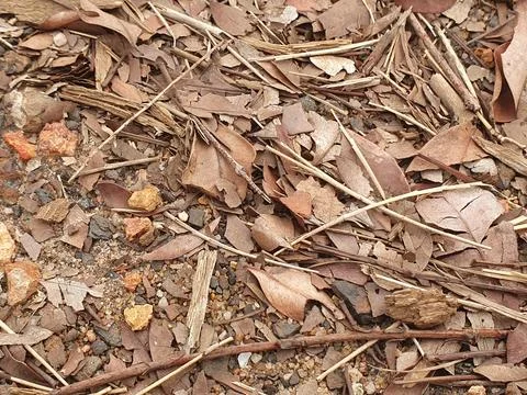 Various forms of dry leaves in nature in Indonesia Stock Photos