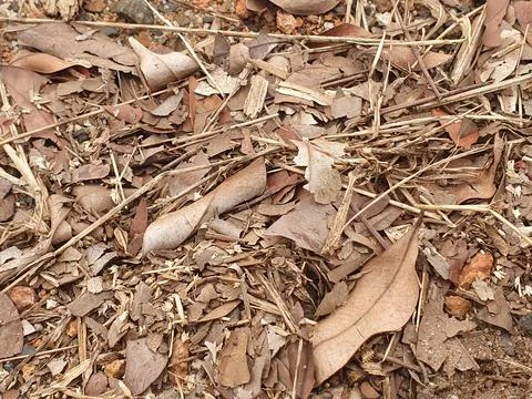 Various forms of dry leaves in nature in Indonesia Stock Photos