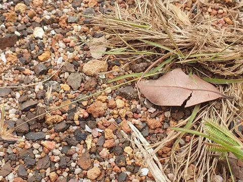 Various forms of dry leaves in nature in Indonesia Stock Photos