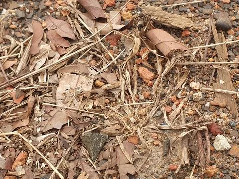 Various forms of dry leaves in nature in Indonesia Stock Photos