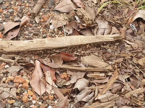 Various forms of dry leaves in nature in Indonesia Stock Photos