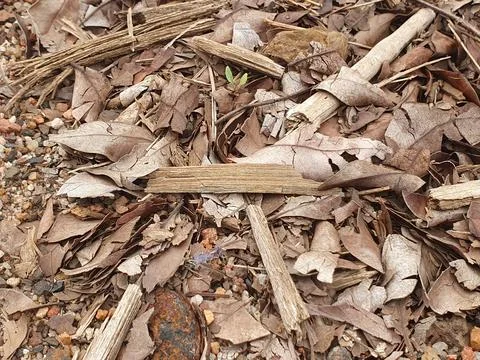 Various forms of dry leaves in nature in Indonesia Stock Photos