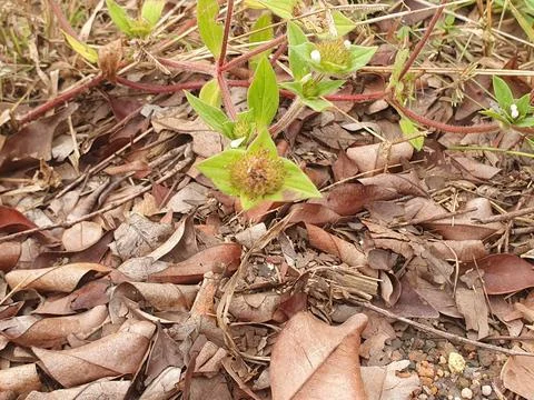 Various forms of dry leaves in nature in Indonesia Stock Photos