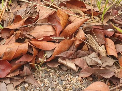 Various forms of dry leaves in nature in Indonesia Stock Photos