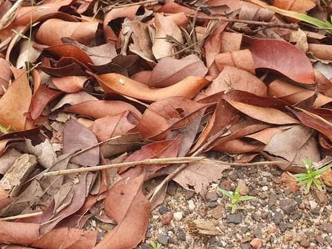 Various forms of dry leaves in nature in Indonesia Stock Photos