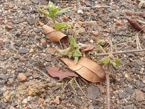 Various forms of dry leaves in nature in Indonesia Stock Photos