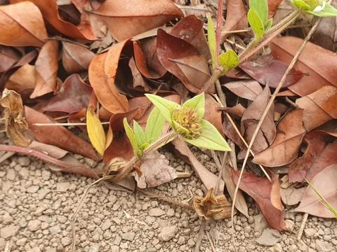 Various forms of dry leaves in nature in Indonesia Stock Photos