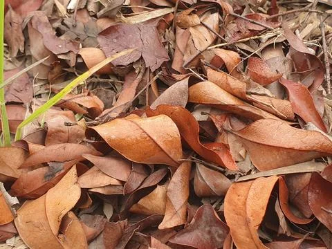 Various forms of dry leaves in nature in Indonesia Stock Photos