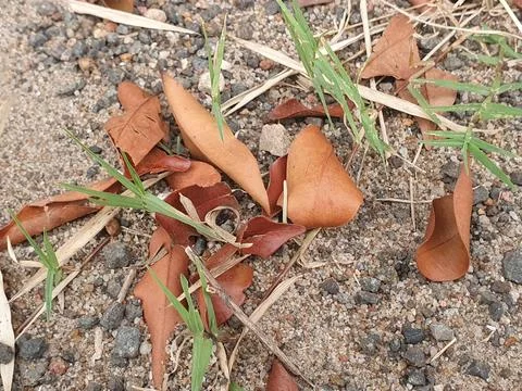 Various forms of dry leaves in nature in Indonesia Stock Photos