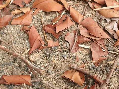 Various forms of dry leaves in nature in Indonesia Stock Photos