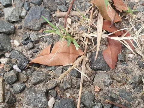 Various forms of dry leaves in nature in Indonesia Stock Photos