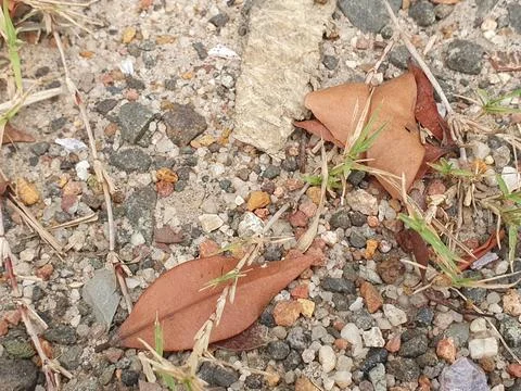 Various forms of dry leaves in nature in Indonesia Stock Photos