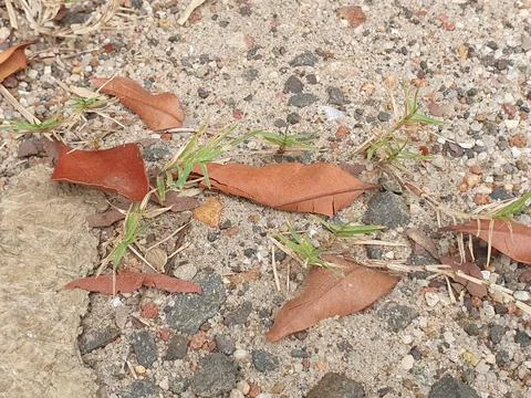 Various forms of dry leaves in nature in Indonesia Stock Photos