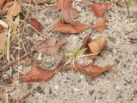 Various forms of dry leaves in nature in Indonesia Stock Photos