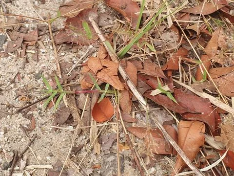 Various forms of dry leaves in nature in Indonesia Stock Photos