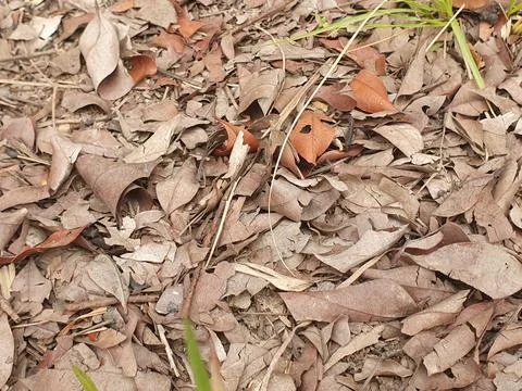 Various forms of dry leaves in nature in Indonesia Stock Photos