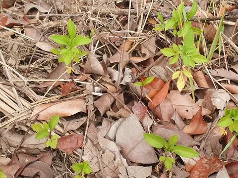 Various forms of dry leaves in nature in Indonesia Stock Photos