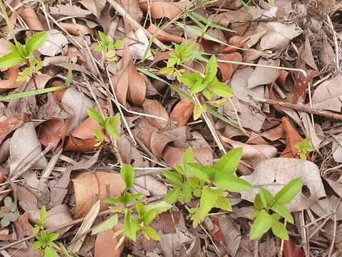 Various forms of dry leaves in nature in Indonesia Stock Photos