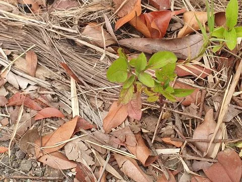 Various forms of dry leaves in nature in Indonesia Stock Photos