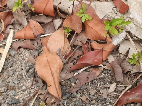 Various forms of dry leaves in nature in Indonesia Stock Photos