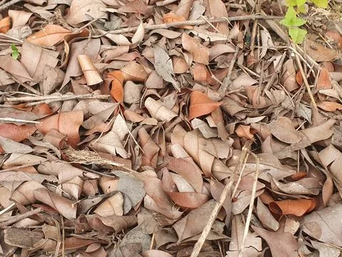 Various forms of dry leaves in nature in Indonesia Stock Photos