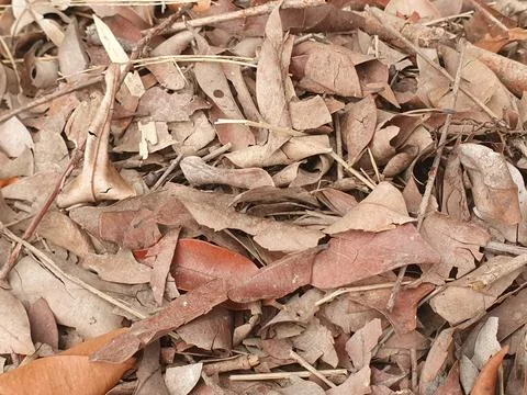 Various forms of dry leaves in nature in Indonesia Stock Photos