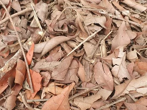 Various forms of dry leaves in nature in Indonesia Stock Photos