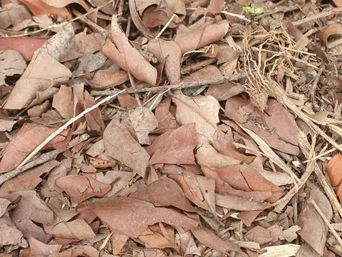 Various forms of dry leaves in nature in Indonesia Stock Photos