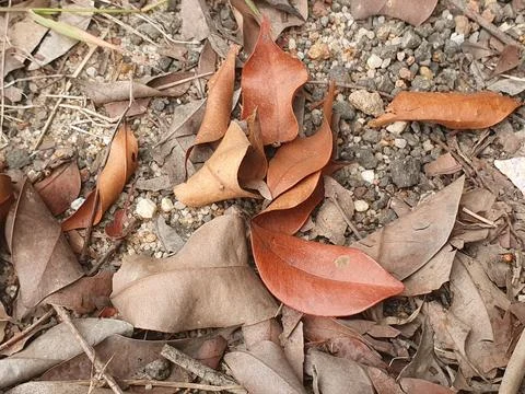 Various forms of dry leaves in nature in Indonesia Stock Photos