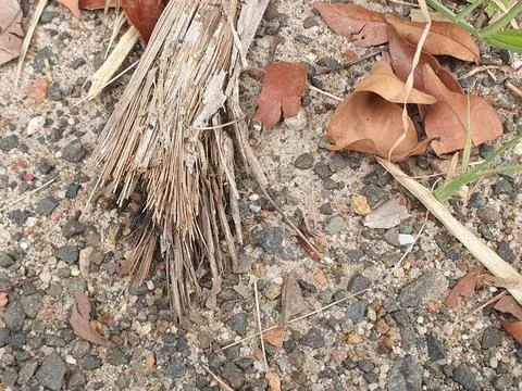 Various forms of dry leaves in nature in Indonesia Stock Photos