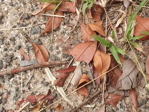 Various forms of dry leaves in nature in Indonesia Stock Photos
