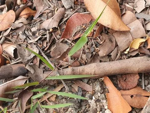 Various forms of dry leaves in nature in Indonesia Stock Photos