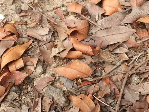 Various forms of dry leaves in nature in Indonesia Stock Photos