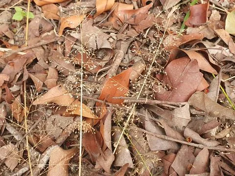Various forms of dry leaves in nature in Indonesia Stock Photos