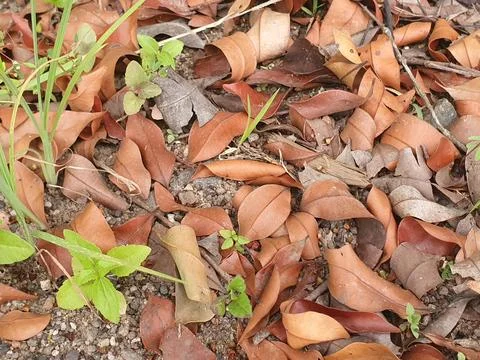 Various forms of dry leaves in nature in Indonesia Stock Photos