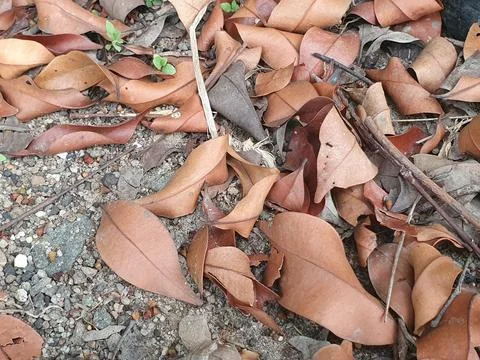 Various forms of dry leaves in nature in Indonesia Stock Photos