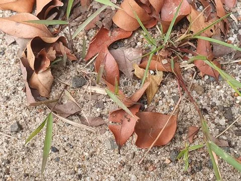 Various forms of dry leaves in nature In indonesia Stock Photos