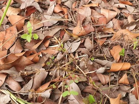 Various forms of dry leaves in nature In indonesia Stock Photos