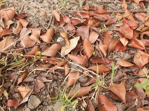Various forms of dry leaves in nature In indonesia Stock Photos