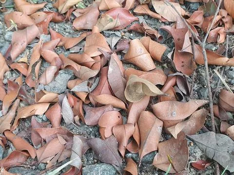 Various forms of dry leaves in nature In indonesia Stock Photos