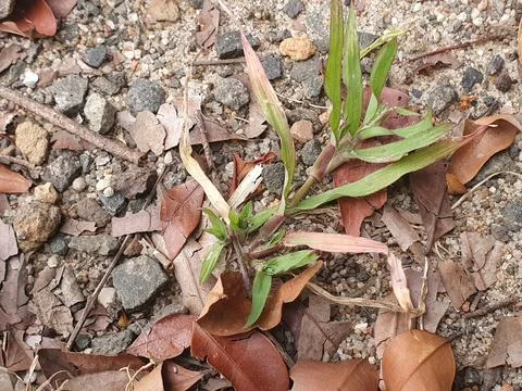 Various forms of dry leaves in nature In indonesia Stock Photos