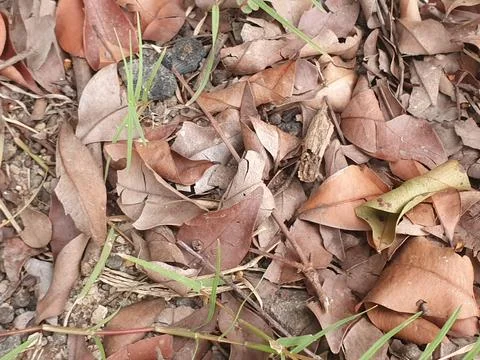 Various forms of dry leaves in nature In indonesia Stock Photos
