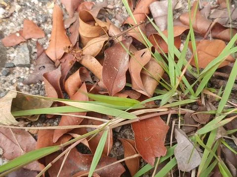 Various forms of dry leaves in nature In indonesia Stock Photos
