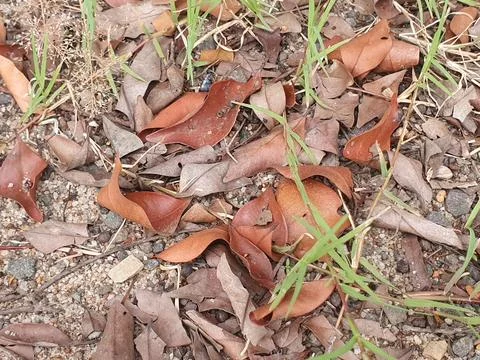 Various forms of dry leaves in nature In indonesia Stock Photos