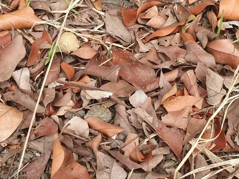 Various forms of dry leaves in nature In indonesia Stock Photos