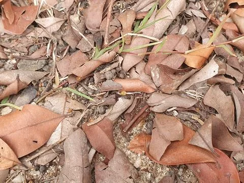 Various forms of dry leaves in nature In indonesia Stock Photos