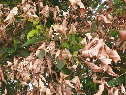 Various forms of dry leaves in nature In indonesia Stock Photos