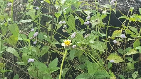 Various forms of flowers in West Kalimantan, Indonesia 库存影片 337460070
