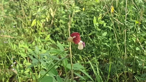 Various forms of flowers in West Kalimantan, Indonesia Видео 337460149
