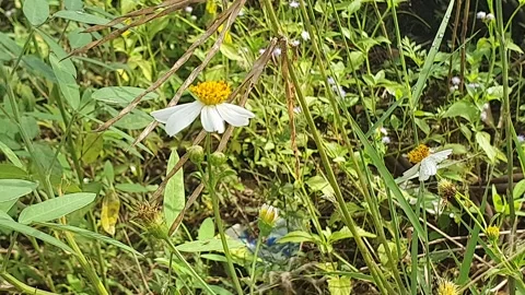Various forms of flowers in West Kalimantan, Indonesia Видео 337460351